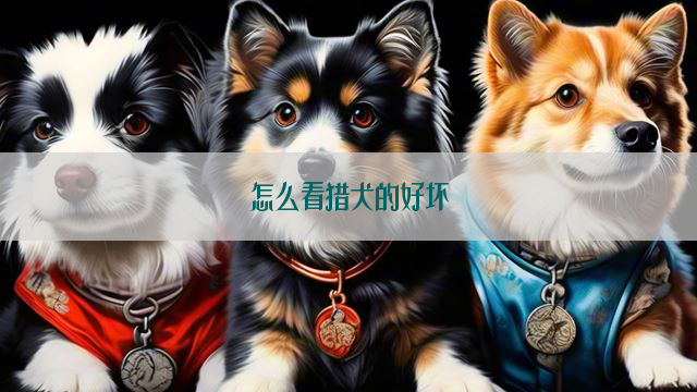 怎么看猎犬的好坏