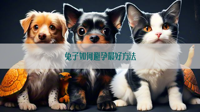 兔子如何避孕最好方法