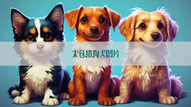 太仓猎狗犬图片