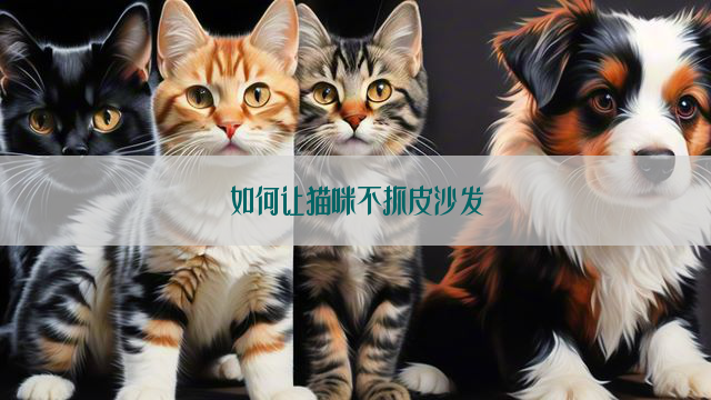 如何让猫咪不抓皮沙发