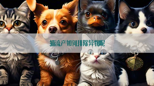 猫流产如何排除异物呢