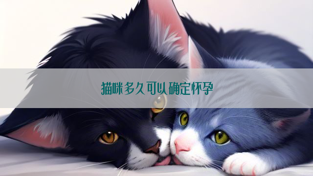 猫咪多久可以确定怀孕